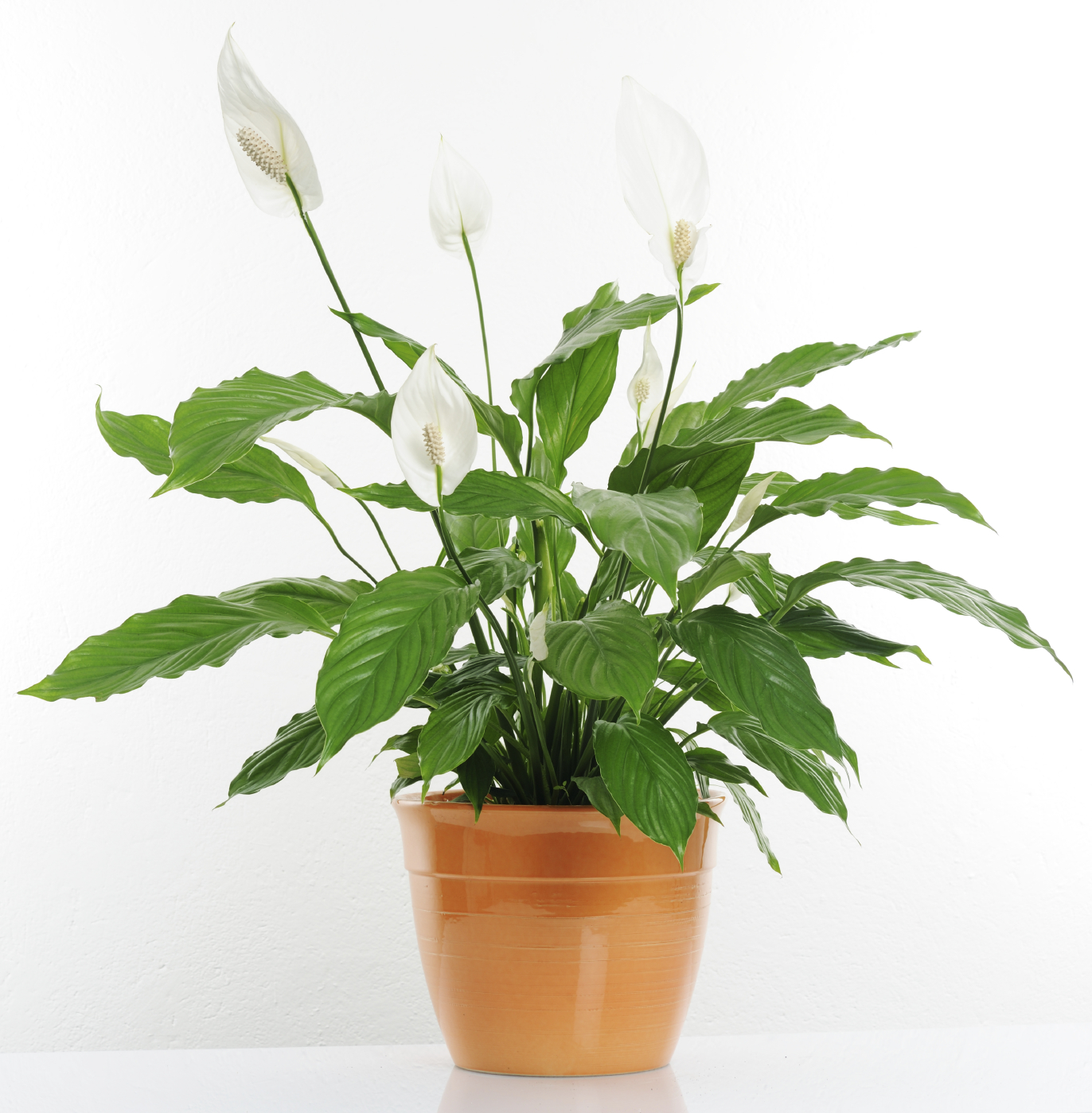 Peace Lily